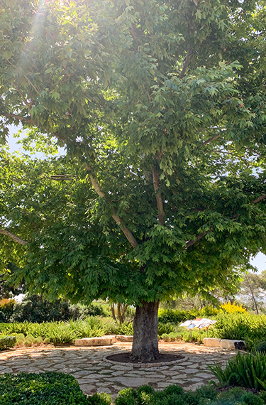 עץ הדולב המרשים בגני הנדיב ליד זכרון יעקב