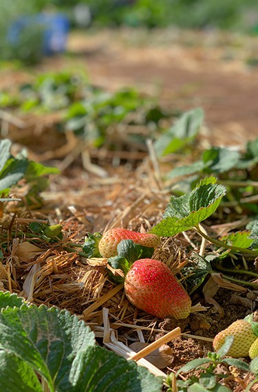 תות שדה בגן הירק בישוב צופר בערבה