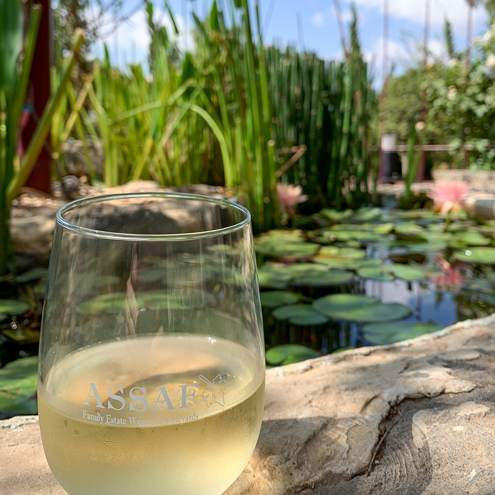 כוס זכוכית עם יין לבן מונחת על שפת הבריכה האקולוגית בחצר יקב אסף ברמת הגולן