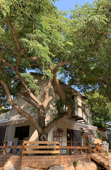 מבנה המאפייה ובית הקפה ג'ילברט עם המרפסת הנאה והעץ המרשים בקיבוץ נען
