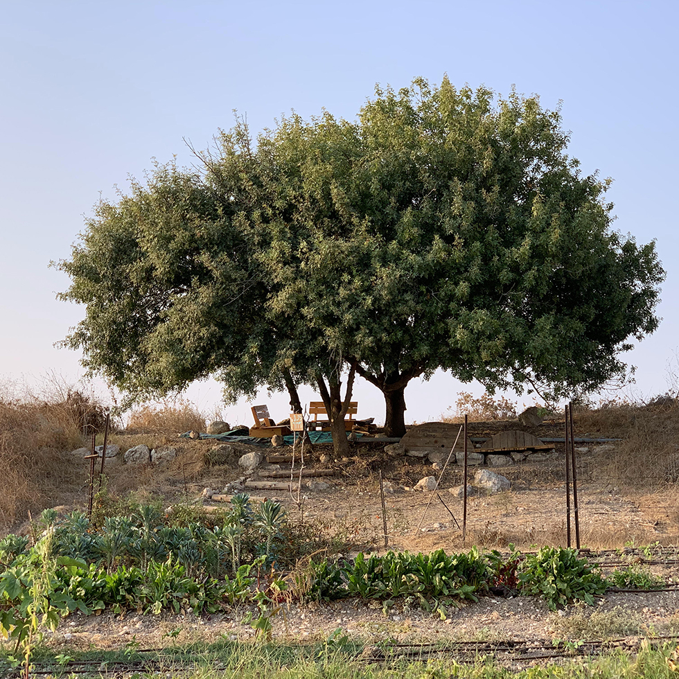 עץ מרשים תחתיו ניתן לעשות פיקניק, ולמרגלותיו גן ירק במשק שגיא פטל ארץ במושב תעוז