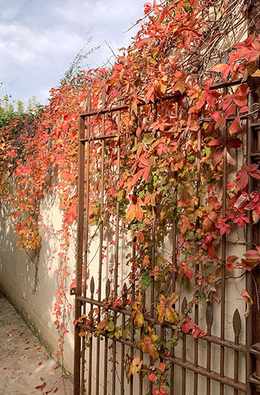 עלי שלכת אדומים-כתומים על שער וקיר הכניסה למסעדת קיטשן אנד גארדן בתל יצחק