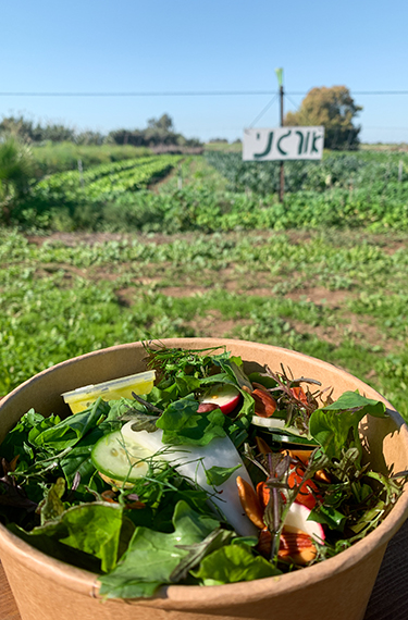סלט ירקות על רקע גן הירק האורגני של משק מלמד בכפר הנגיד