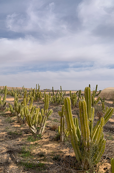 שדה קקטוסים בחוות שירת המדבר ליד באר מילכה על גבול מצרים