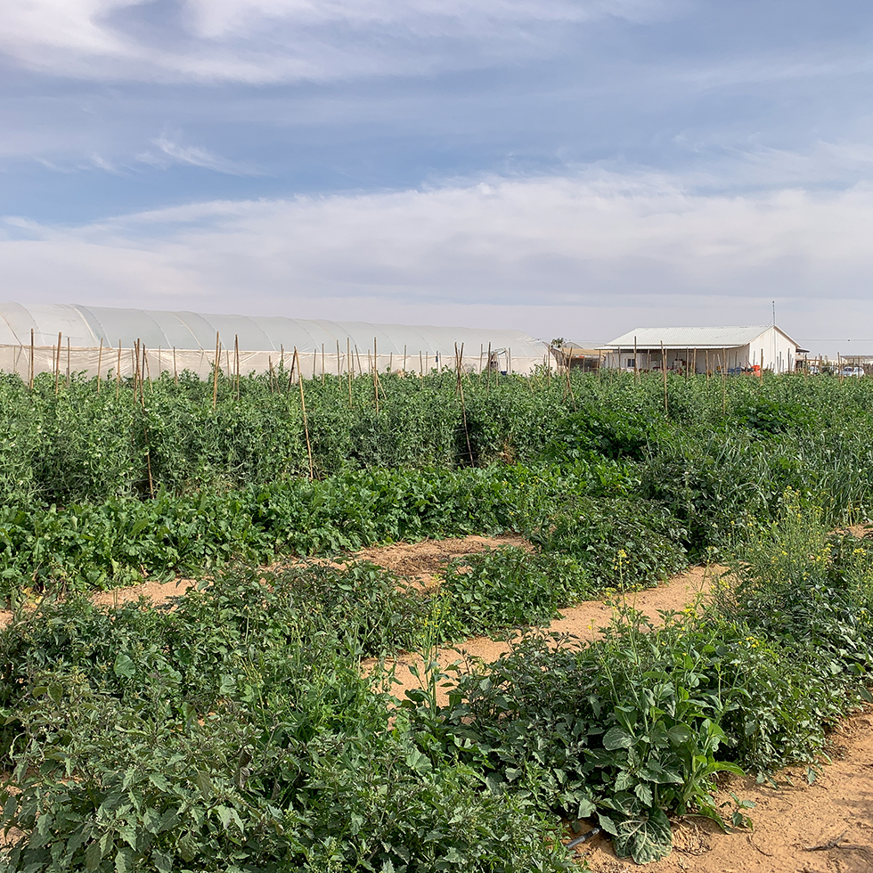 גינת ירק במשק יוסף ירקות אורגניים ליד היישוב באר מילכה