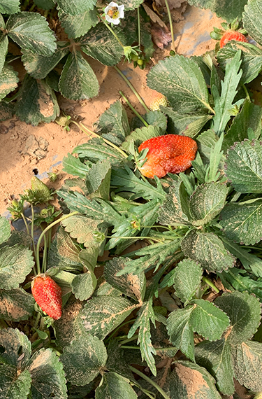 תותים על חול בחממת תות ברנע ליד קדש ברנע על גבול מצרים