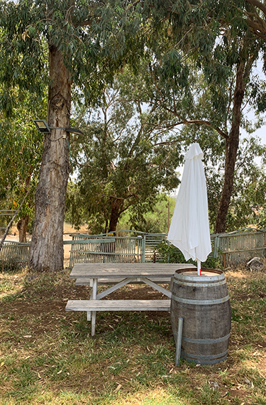 ספסל פיקניק, חבית עץ ושמשייה לבנה תחת עץ האקליפטוס ביקב עגור