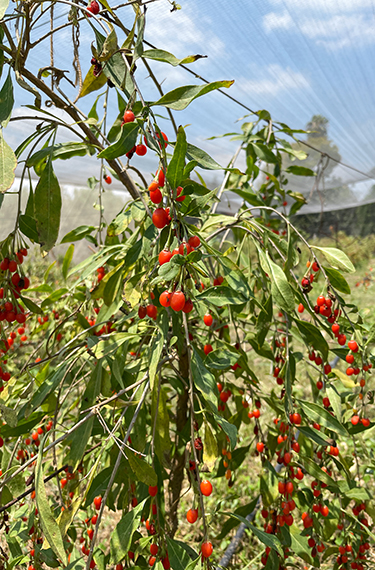 שיח הגוג'י ברי עם פירות כתומים-אדומים קטנטנים בחוות הגוג'י ברי ביישוב ציפורי