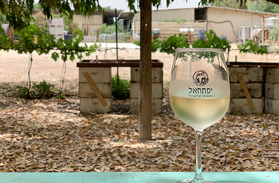 כוס יין לבן בחצר של משק אופיר ביישוב אלון הגליל