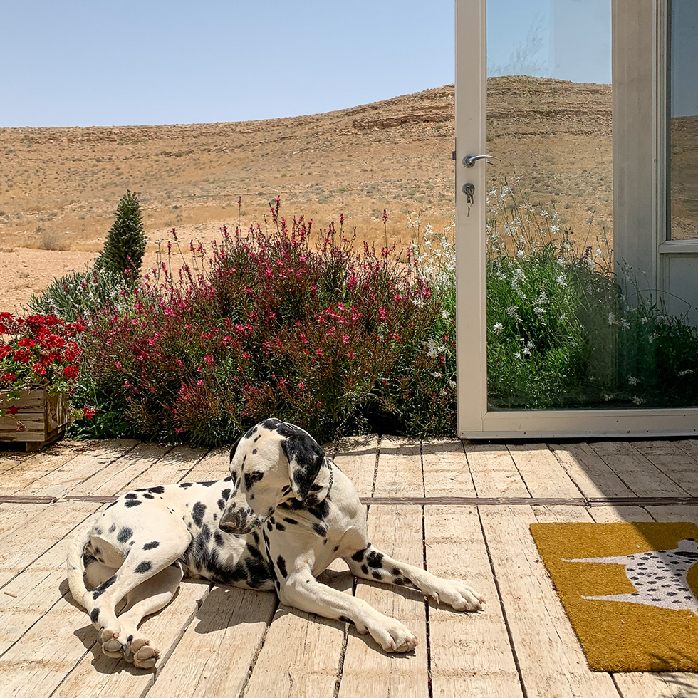 כלב דלמטי על הדק מחוץ למרכז המבקרים של יקב ננה במצפה רמון