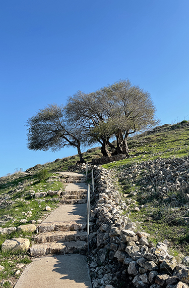 עצי ליבנה בהמשך של מדרכה סלולה בגן לאומי יודפת העתיקה