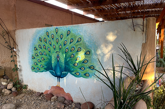 ציור של טווס ירוק-כחול על קיר בכפר האומנים צוקים