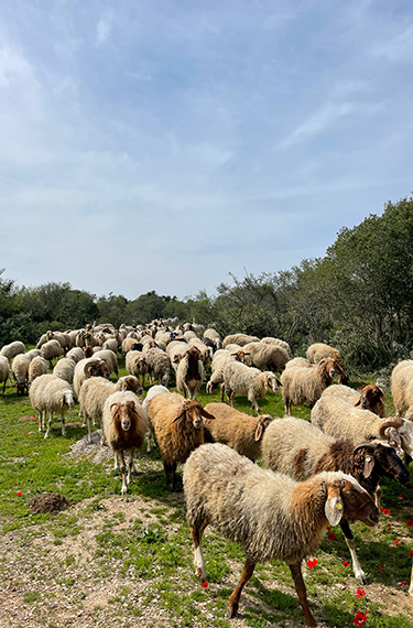 עדר כבשים מעל מרבד כלניות בפארק עדולם
