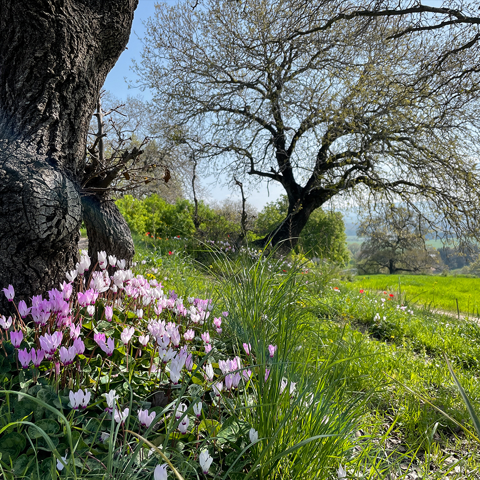 פרחי רקפות יפהפיים תחת גזע עץ אלון מול נוף עמק יזרעאל בשביל אילן ליד קרית טבעון