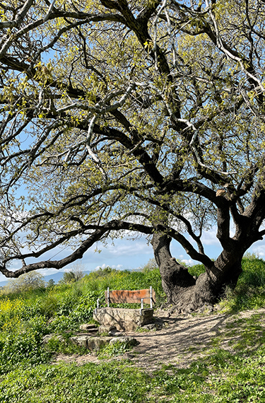 ספסל תחת עץ אלון ותיק ומרשים בשביל אילן ליד קרית טבעון