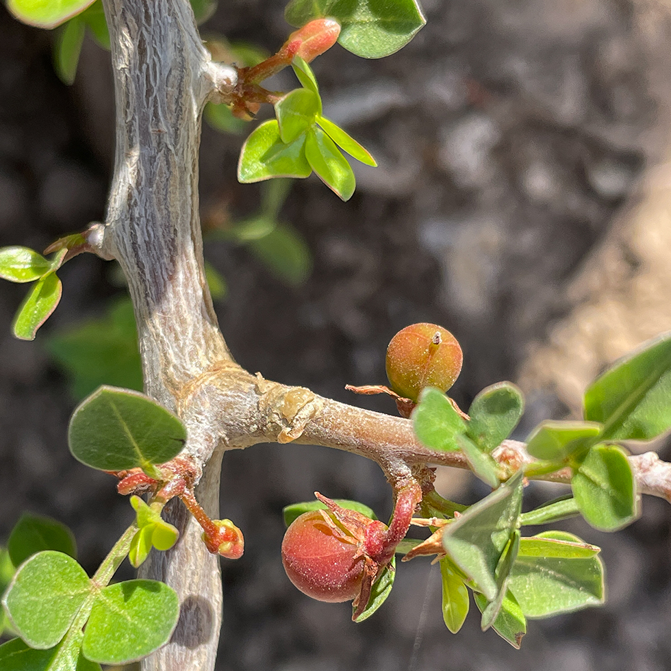 פירות אדמדמים-כתומים בפריחתו בשנה הראשונה של האפרסמון המקראי בשדה אליהו בעמק המעיינות