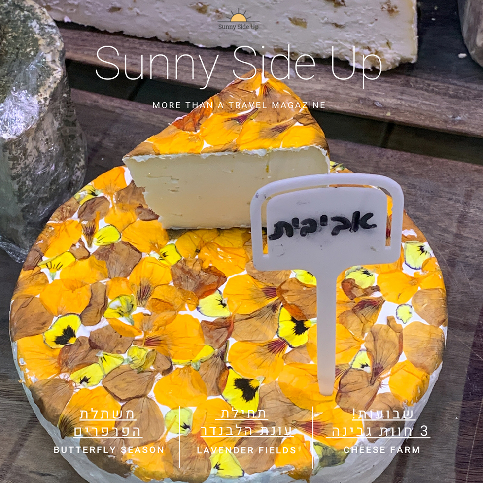 תמונת שער גיליון יוני של כיכר גבינה עטופה בפרחים צהבהבים במחלבת מרקוביץ'