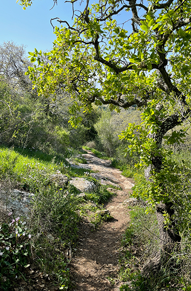 שביל אילן הירוק והמרגש באביב ליד קרית טבעון