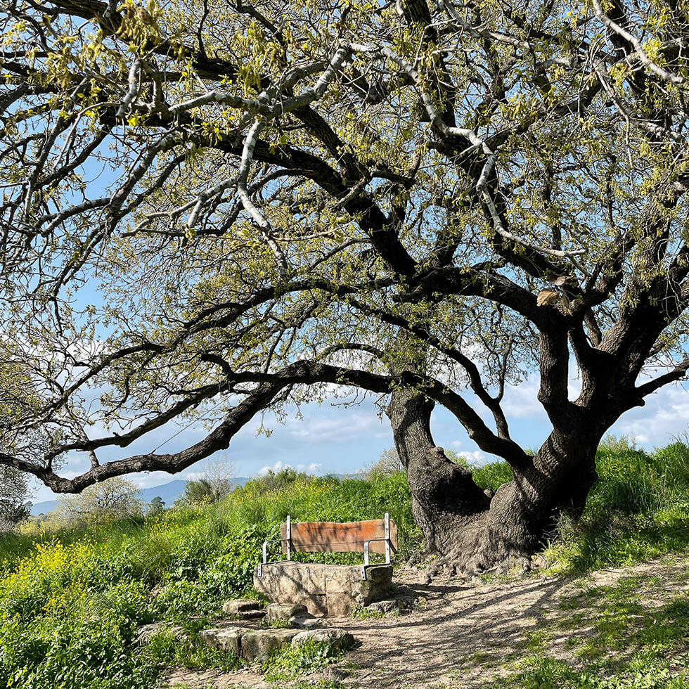 ספסל עץ תחת עץ אלון בשביל אילן המקסים ליד קרית טבעון