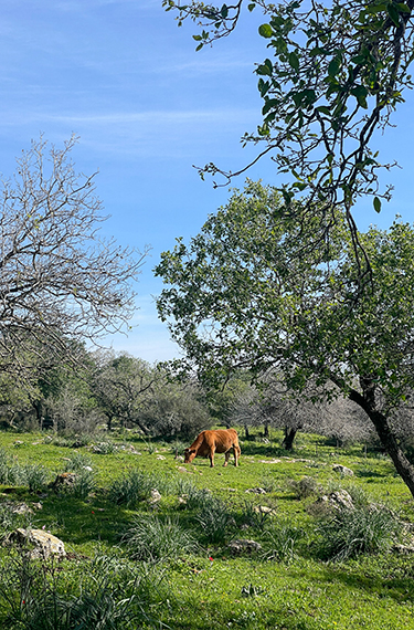 פרה חומה ונאה מלחכת עשב בשמורת טבע אלוני אבא