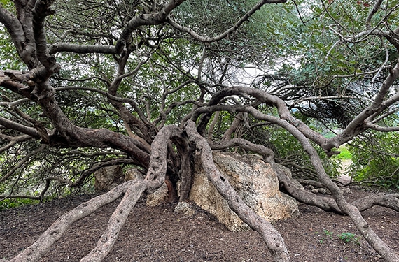 עץ החרוב הענק בשמורת טבע ביתן אהרון