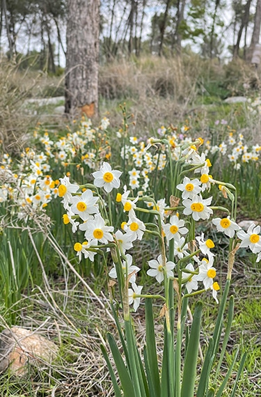 נרקיסים ביער המלאכים שחריה