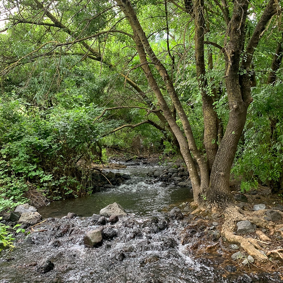 השמורה הקטנה והיפה עין דבשה בה זורם נחל תחת העצים המעניקים צל