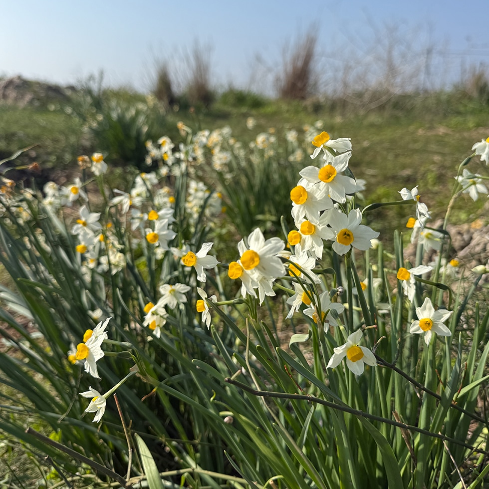 נרקיסים פורחים בשמורת טבע אודים