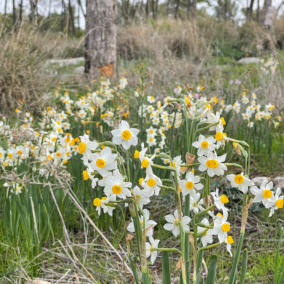 נרקיסים מכסים את הקרקע ביער המלאכים שחריה